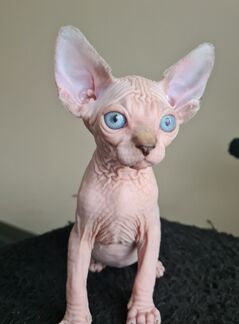 hairless-cat-for-sale