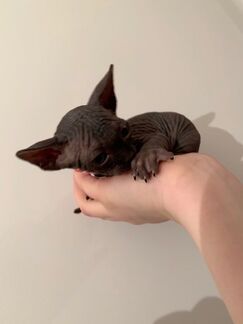 sphynx-cat-for-sale