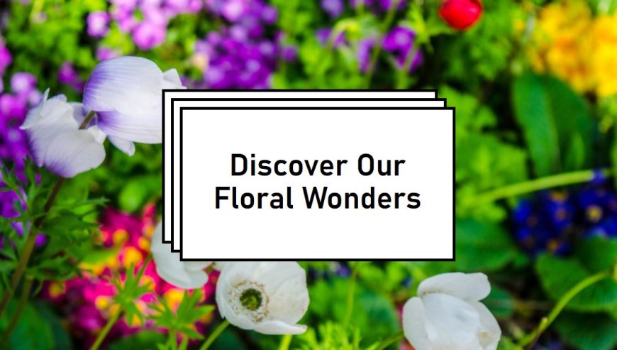 Exploring-Unique-Floral-Collections